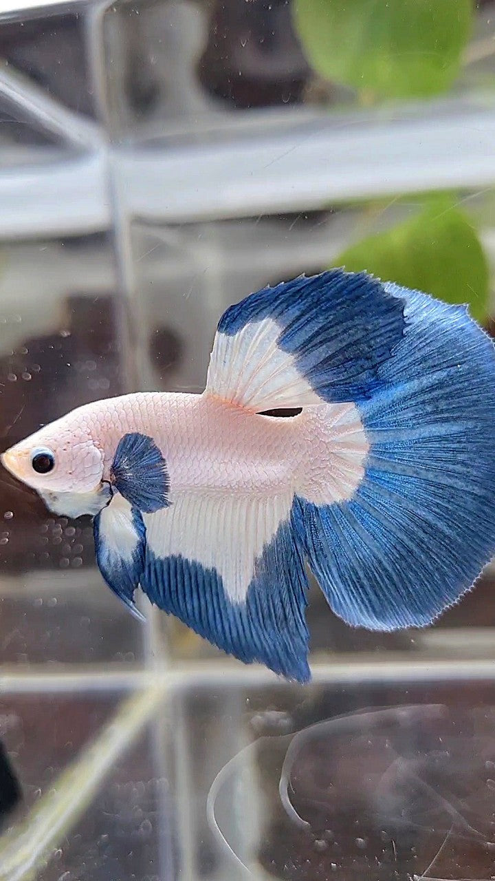 LUXURY HALFMOON BIG EAR BLUE RIM BUTTERFLY BETTA FISH