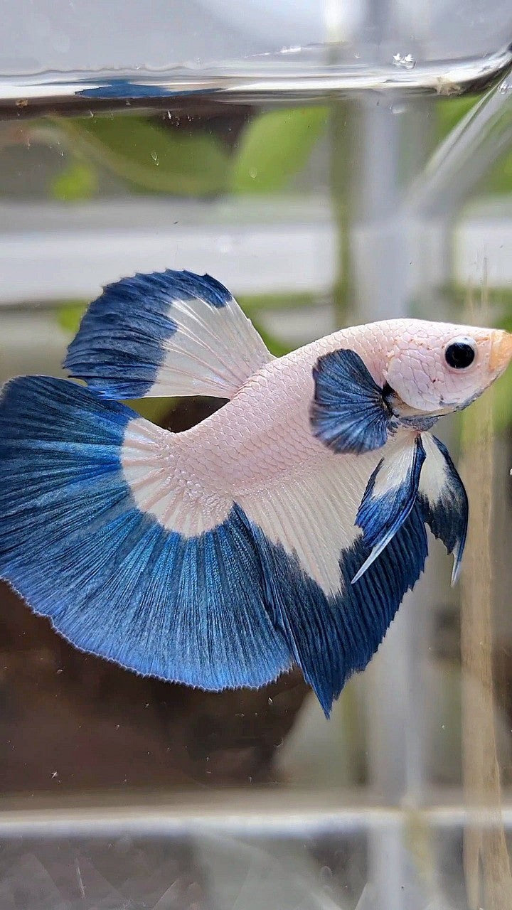 LUXURY HALFMOON BIG EAR BLUE RIM BUTTERFLY BETTA FISH