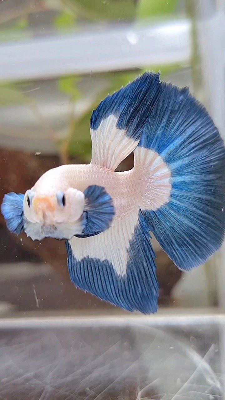 LUXURY HALFMOON BIG EAR BLUE RIM BUTTERFLY BETTA FISH