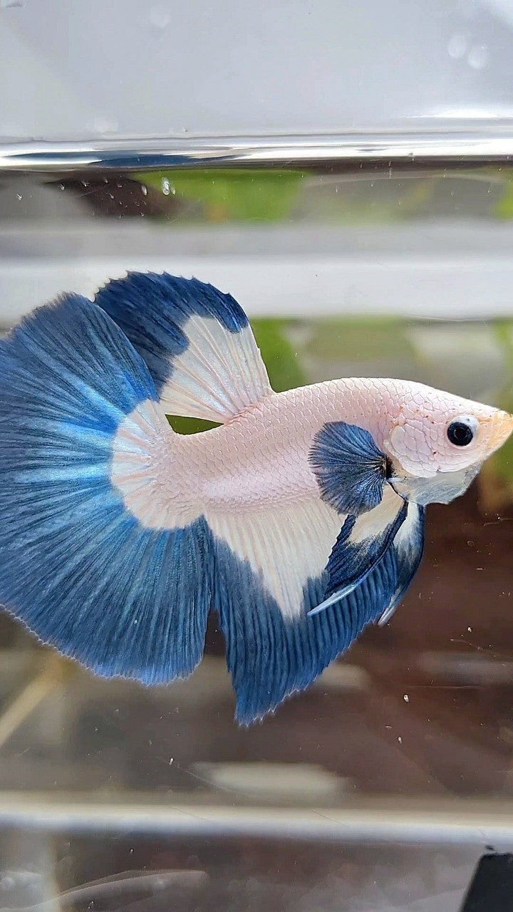 LUXURY HALFMOON BIG EAR BLUE RIM BUTTERFLY BETTA FISH