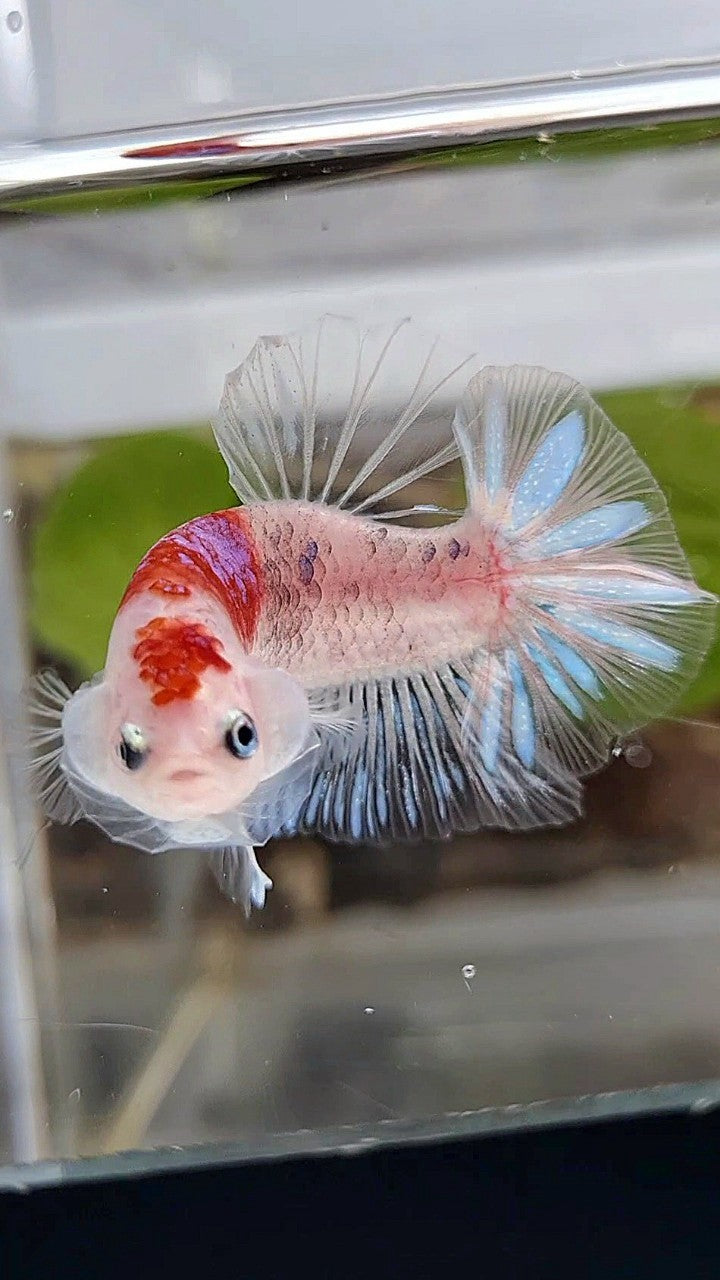 PLAKAT AOC TANCHO PURPLE BETTA FISH
