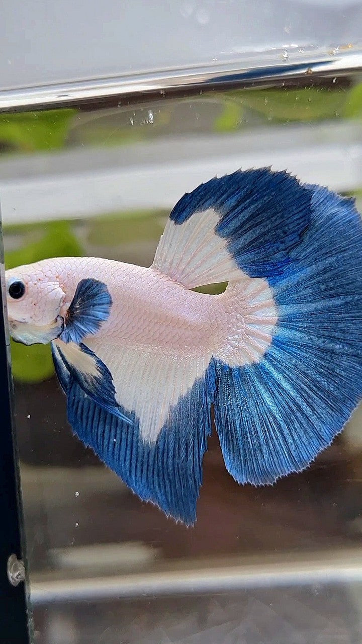 LUXURY HALFMOON BIG EAR BLUE RIM BUTTERFLY BETTA FISH