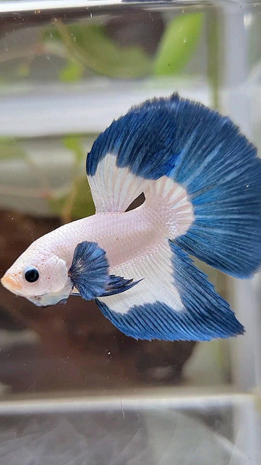 LUXURY HALFMOON BIG EAR BLUE RIM BUTTERFLY BETTA FISH