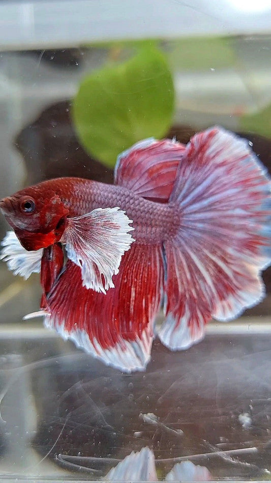 HALFMOON DUMBO EAR RED MAGENTA PURPLE BETTA FISH