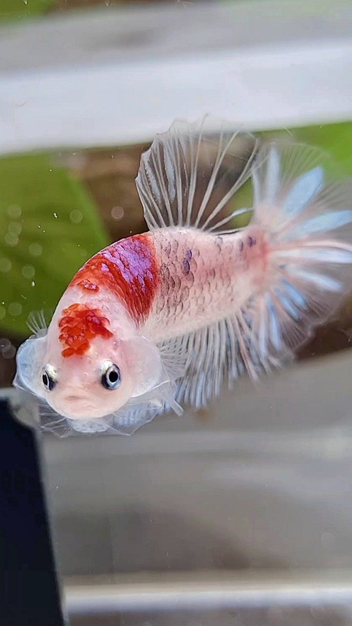 PLAKAT AOC TANCHO PURPLE BETTA FISH