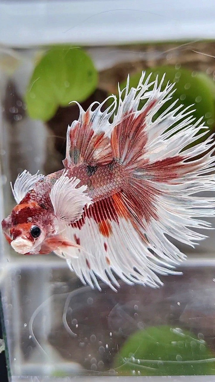 LUXURY HALFSUN DUMBO EAR ORANGE COPPER MULTICOLOR BETTA FISH