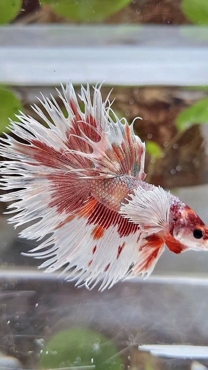 LUXURY HALFSUN DUMBO EAR ORANGE COPPER MULTICOLOR BETTA FISH