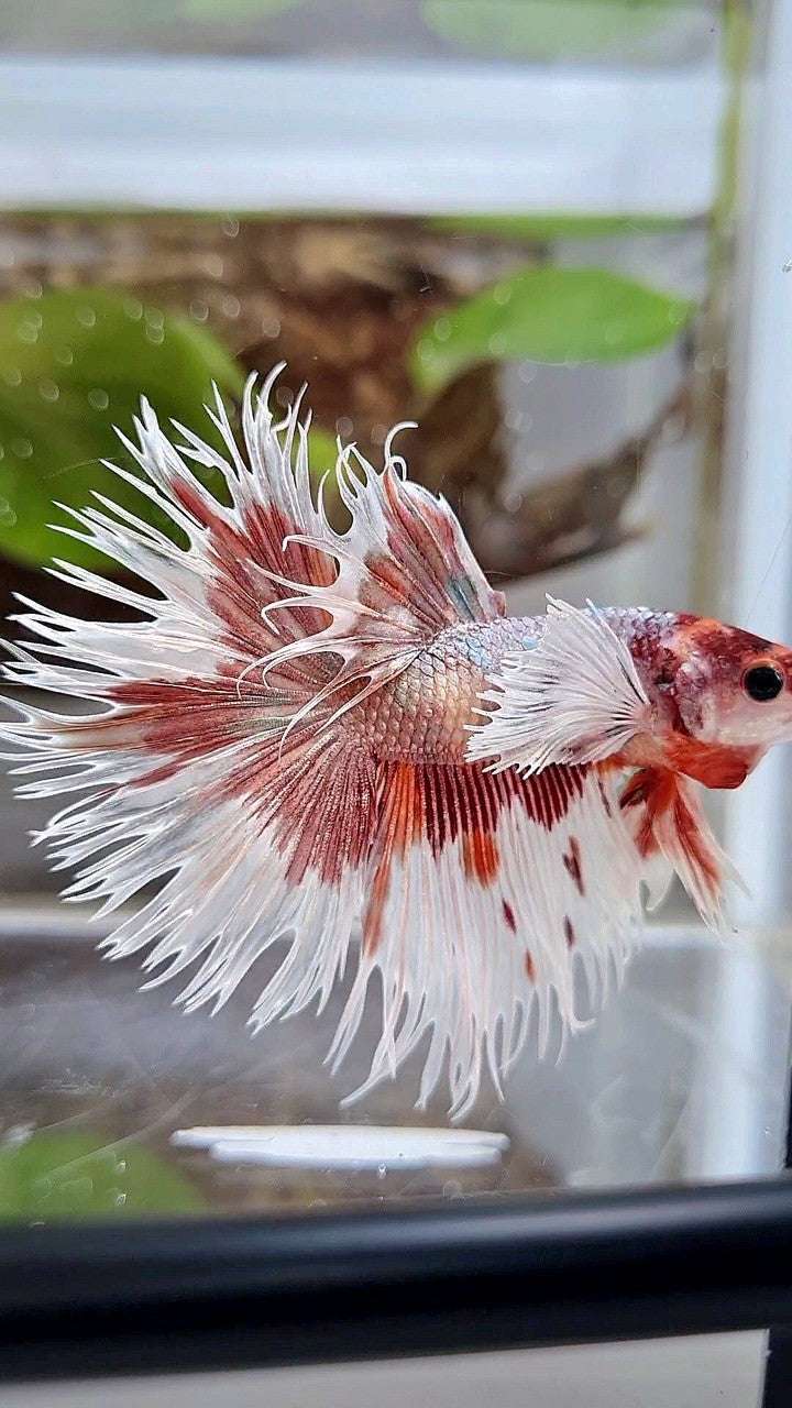 LUXURY HALFSUN DUMBO EAR ORANGE COPPER MULTICOLOR BETTA FISH