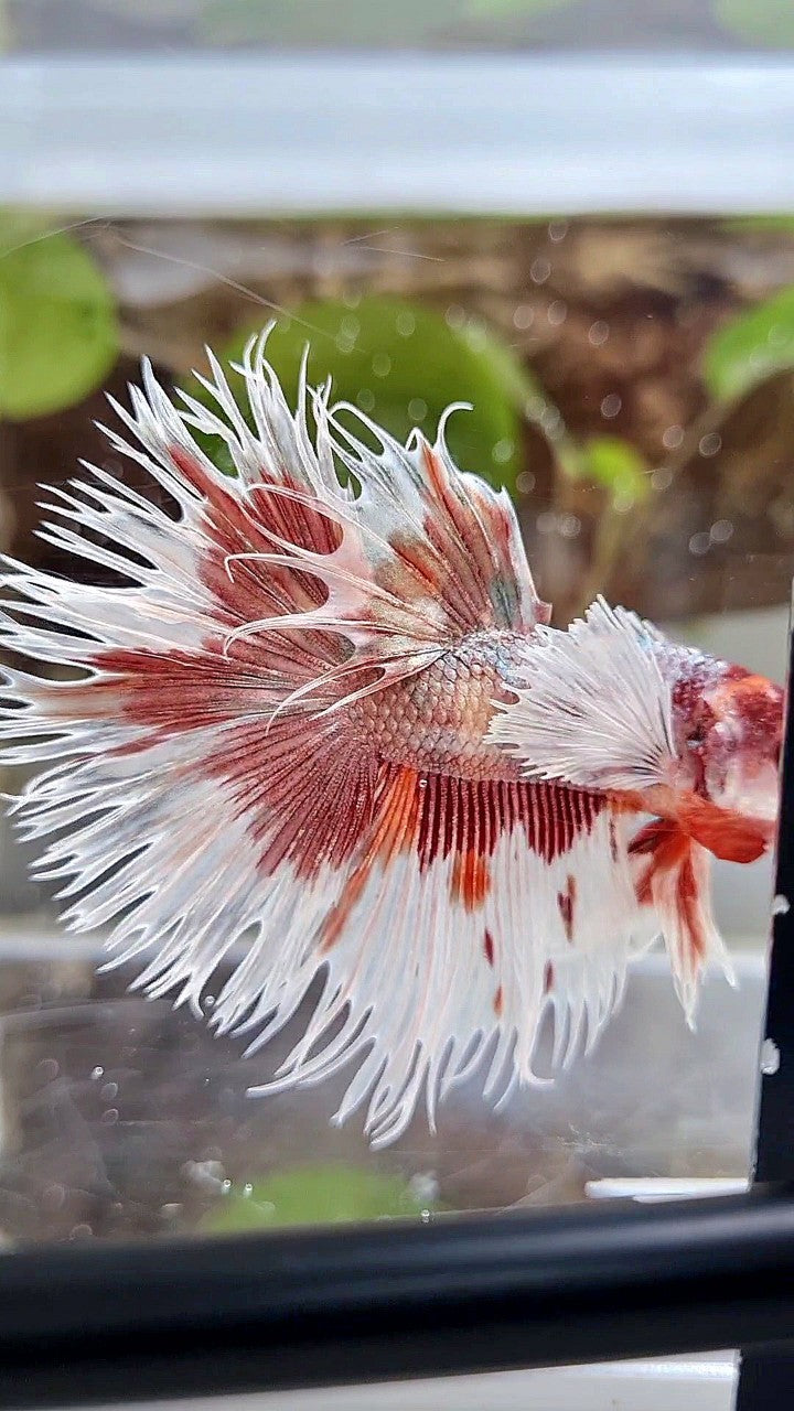 LUXURY HALFSUN DUMBO EAR ORANGE COPPER MULTICOLOR BETTA FISH