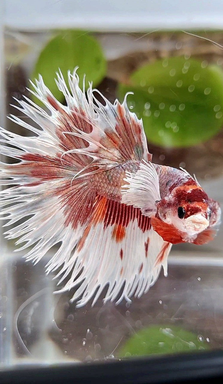 LUXURY HALFSUN DUMBO EAR ORANGE COPPER MULTICOLOR BETTA FISH