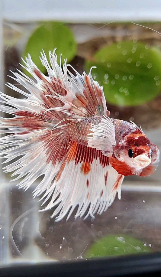 LUXURY HALFSUN DUMBO EAR ORANGE COPPER MULTICOLOR BETTA FISH