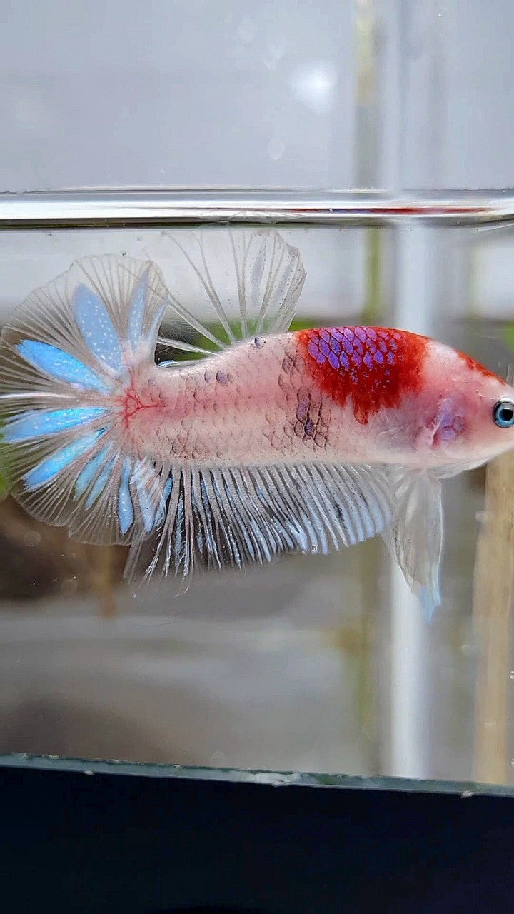 PLAKAT AOC TANCHO PURPLE BETTA FISH