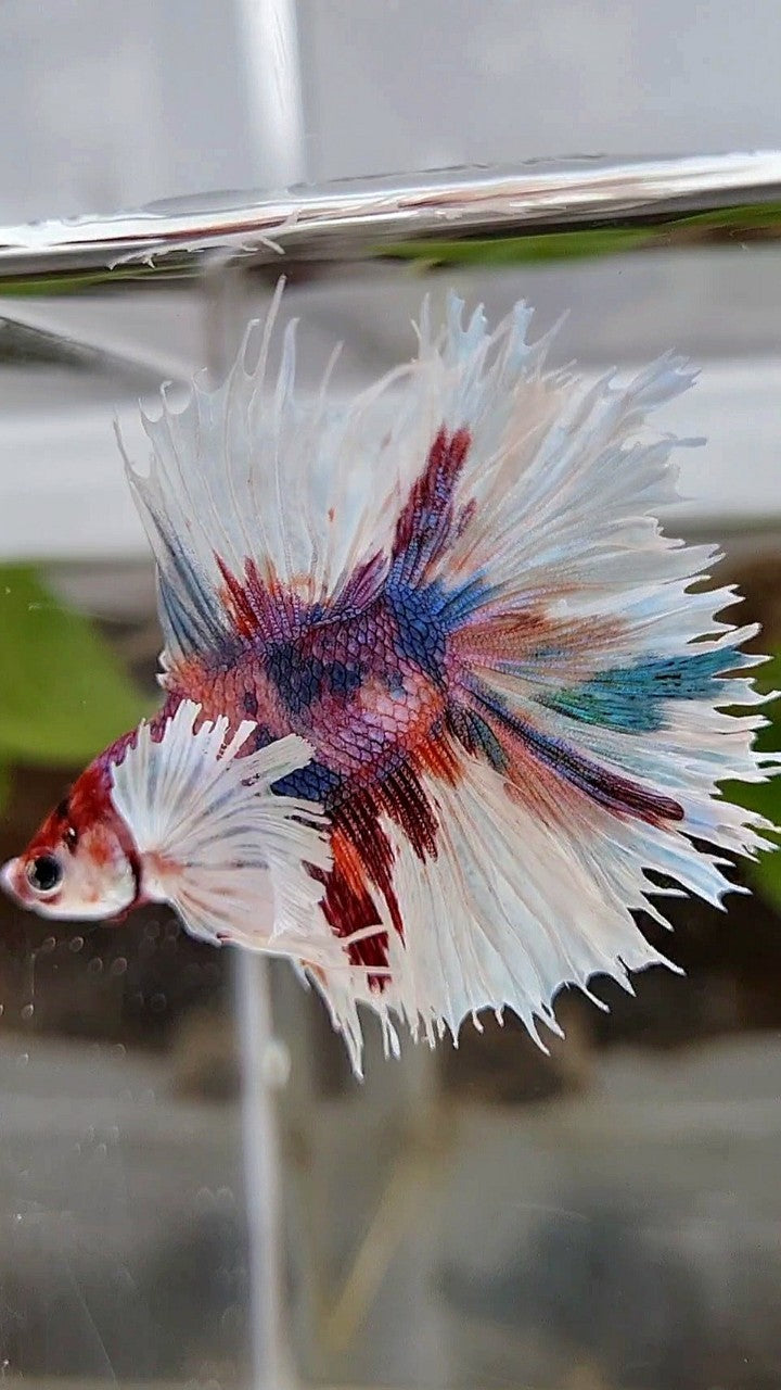 LUXURY HALFSUN DOUBLE TAIL SUPER DUMBO EAR PURPLE CANDY MULTICOLOR BETTA FISH