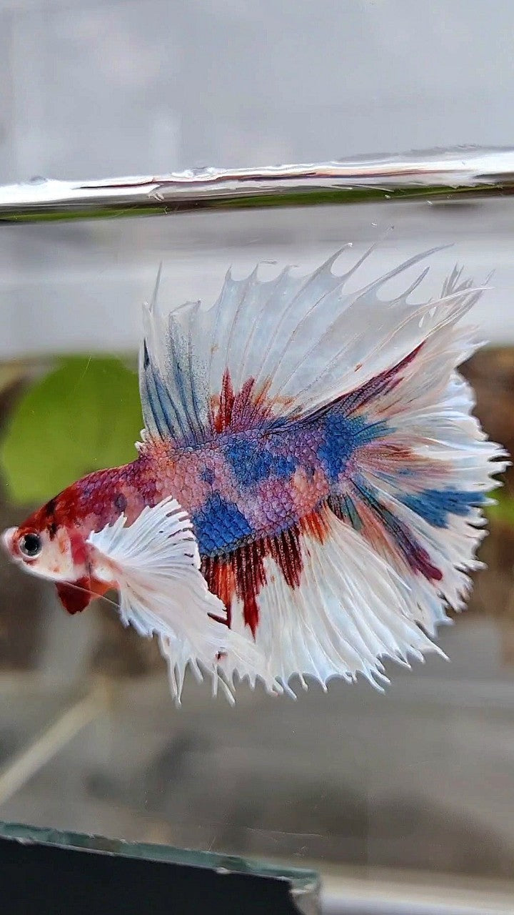 LUXURY HALFSUN DOUBLE TAIL SUPER DUMBO EAR PURPLE CANDY MULTICOLOR BETTA FISH