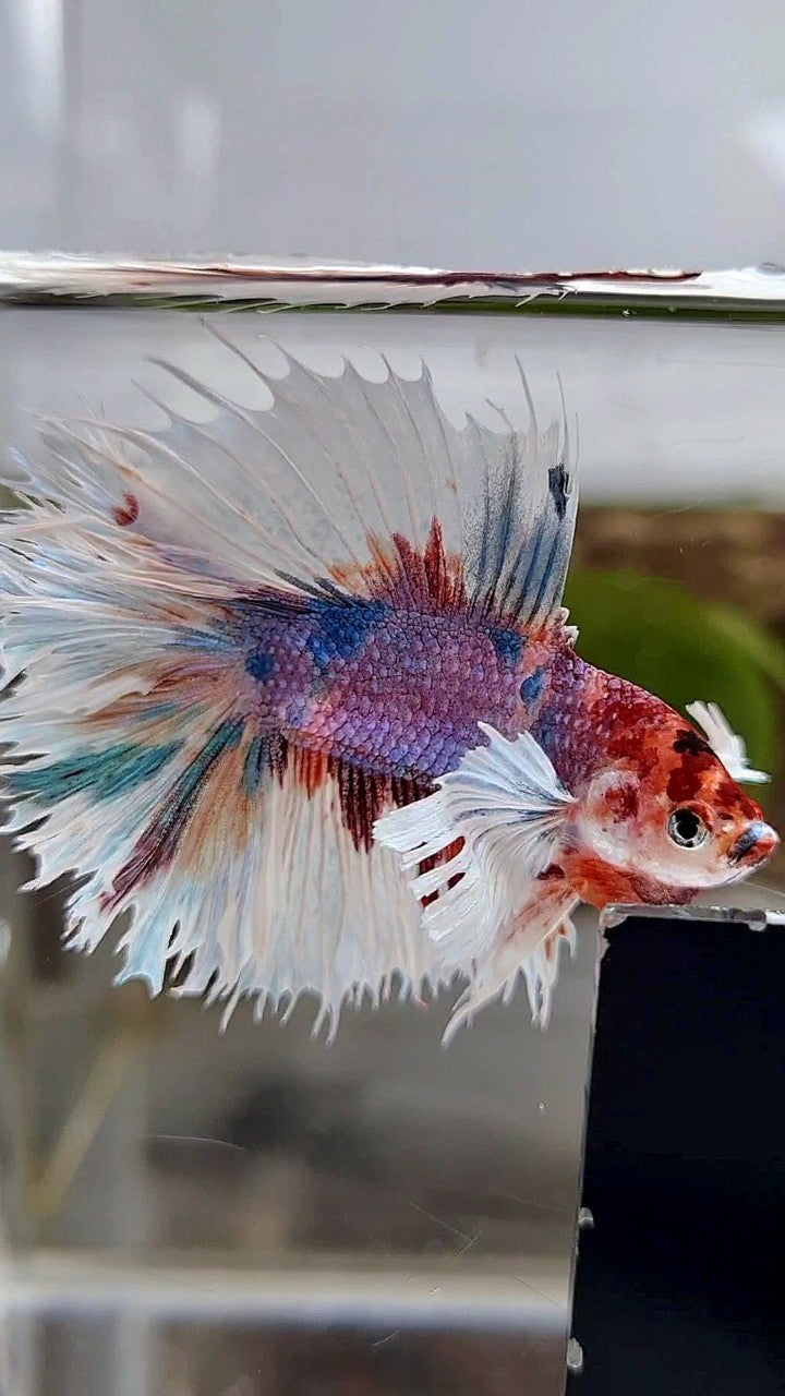 LUXURY HALFSUN DOUBLE TAIL SUPER DUMBO EAR PURPLE CANDY MULTICOLOR BETTA FISH