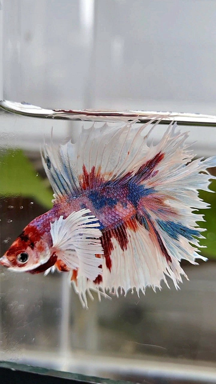LUXURY HALFSUN DOUBLE TAIL SUPER DUMBO EAR PURPLE CANDY MULTICOLOR BETTA FISH