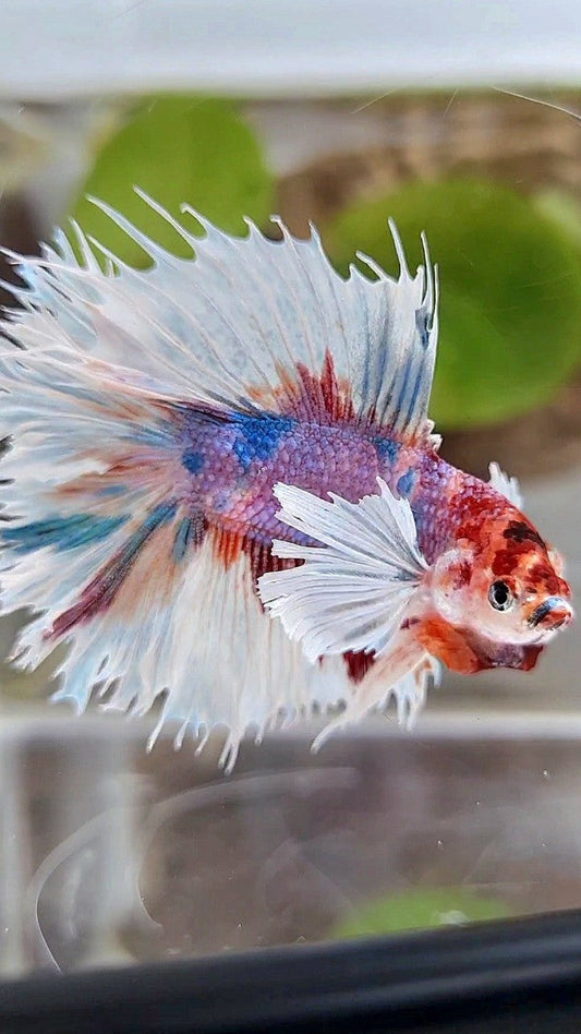 LUXURY HALFSUN DOUBLE TAIL SUPER DUMBO EAR PURPLE CANDY MULTICOLOR BETTA FISH