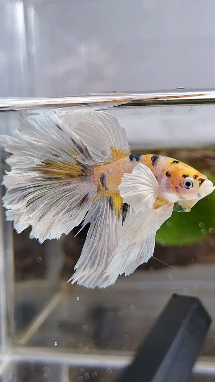 HALFMOON DUMBO EAR YELLOW COPPER MULTICOLOR BETTA FISH