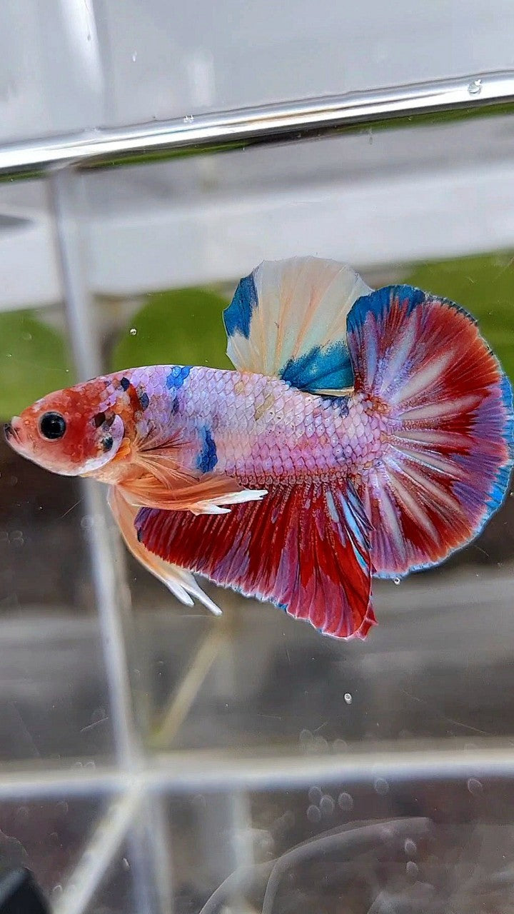 HMPK RAINBOW CANDY MULTICOLOR BETTA FISH