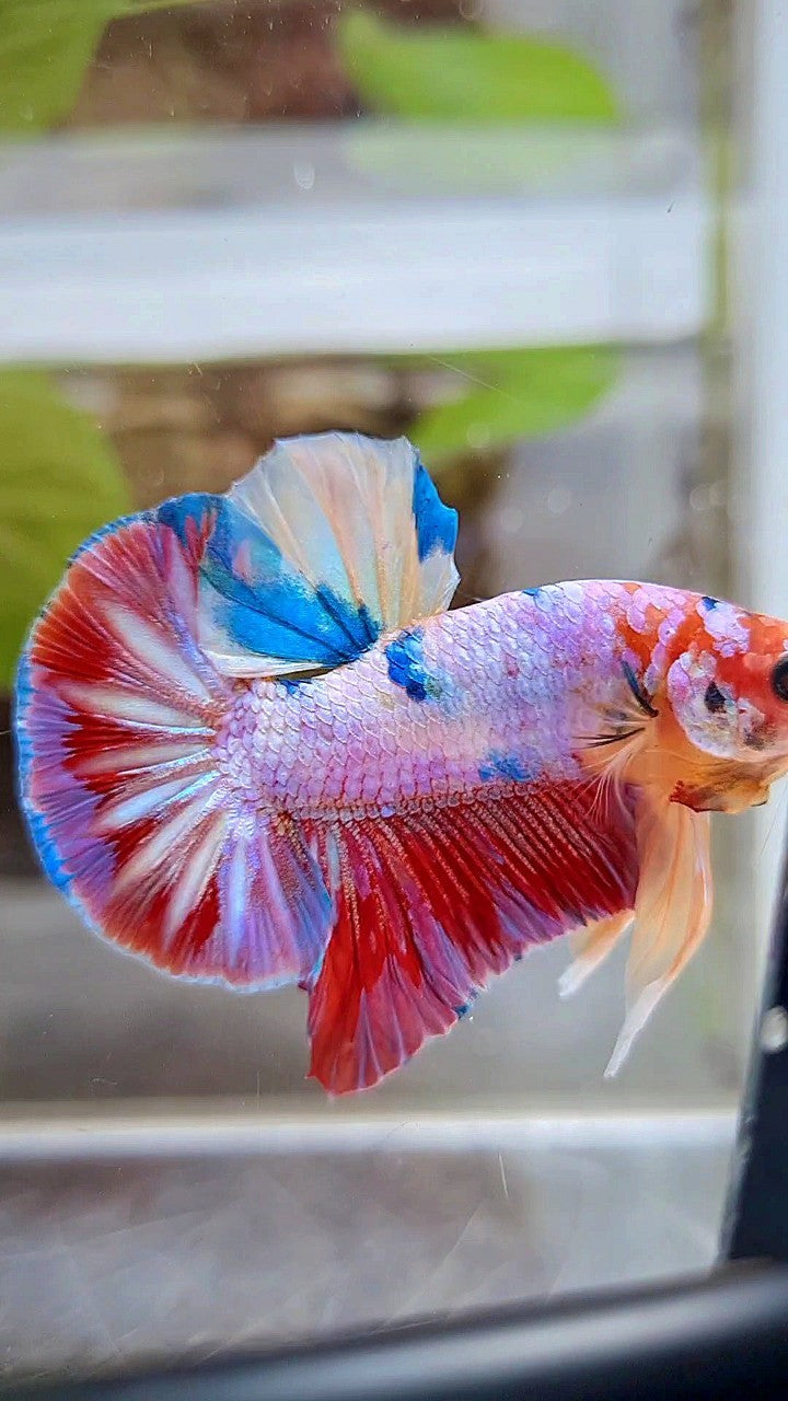 HMPK RAINBOW CANDY MULTICOLOR BETTA FISH
