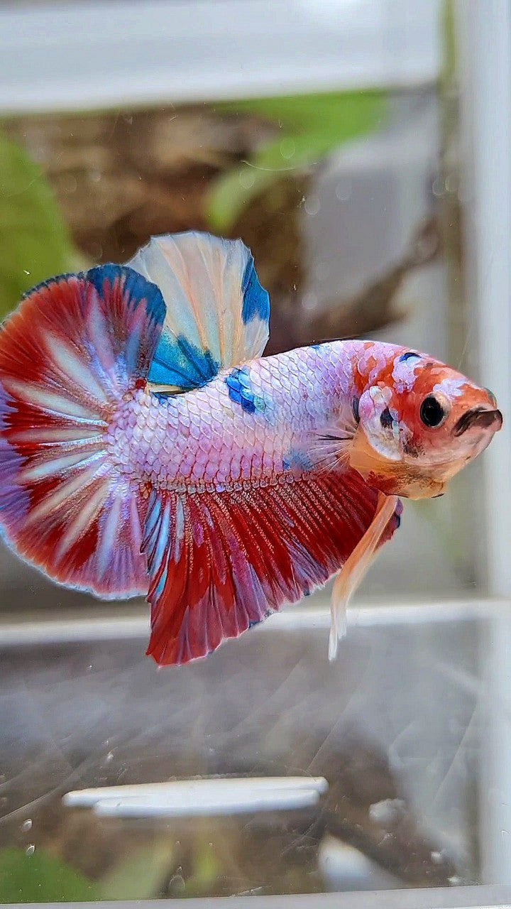 HMPK RAINBOW CANDY MULTICOLOR BETTA FISH