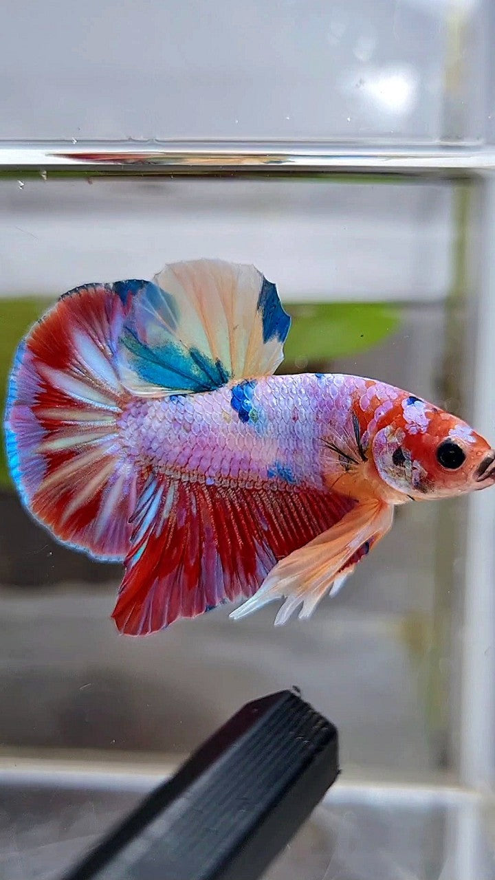 HMPK RAINBOW CANDY MULTICOLOR BETTA FISH