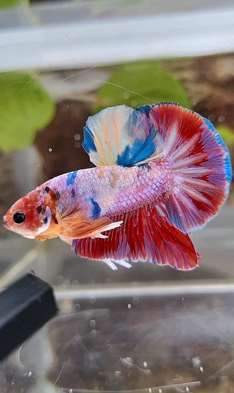 HMPK RAINBOW CANDY MULTICOLOR BETTA FISH