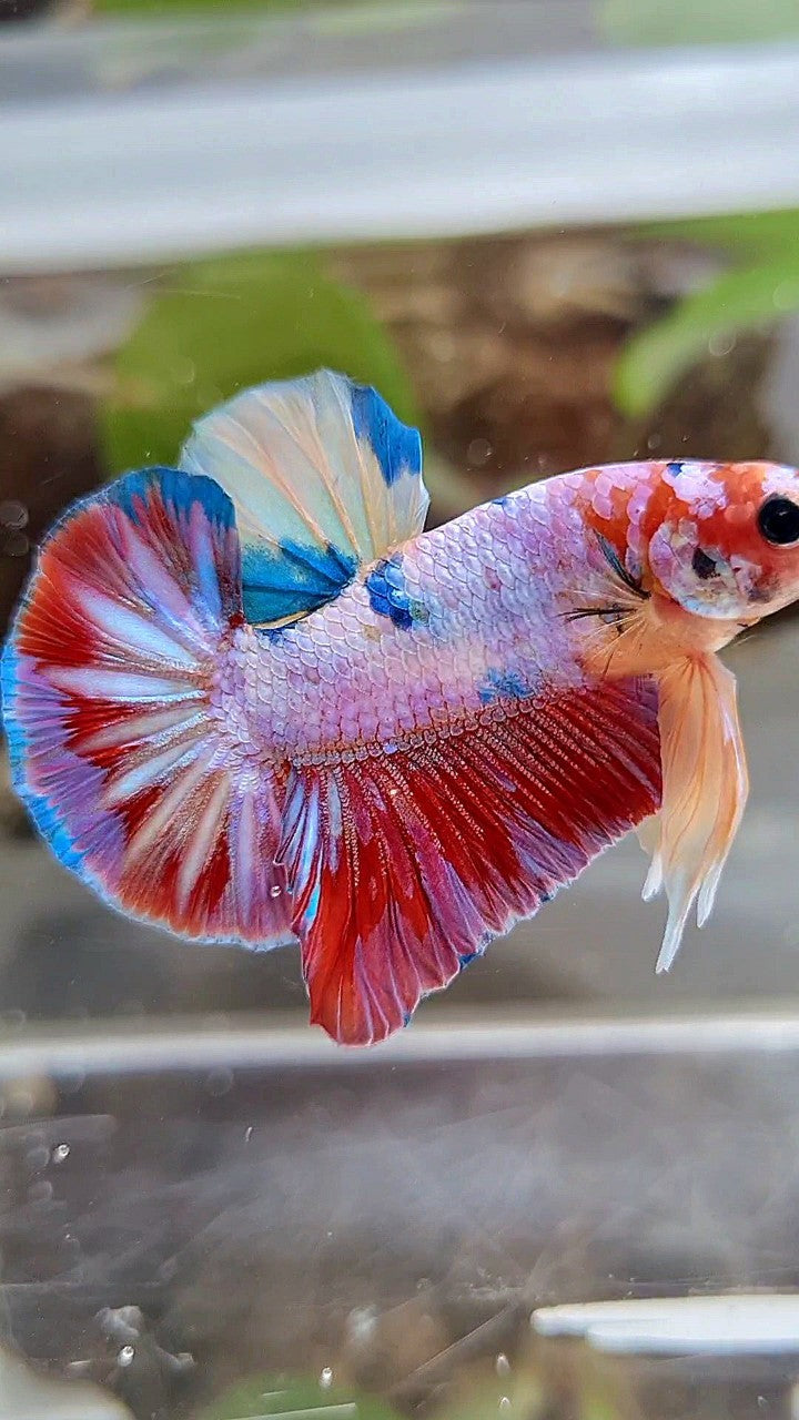 HMPK RAINBOW CANDY MULTICOLOR BETTA FISH