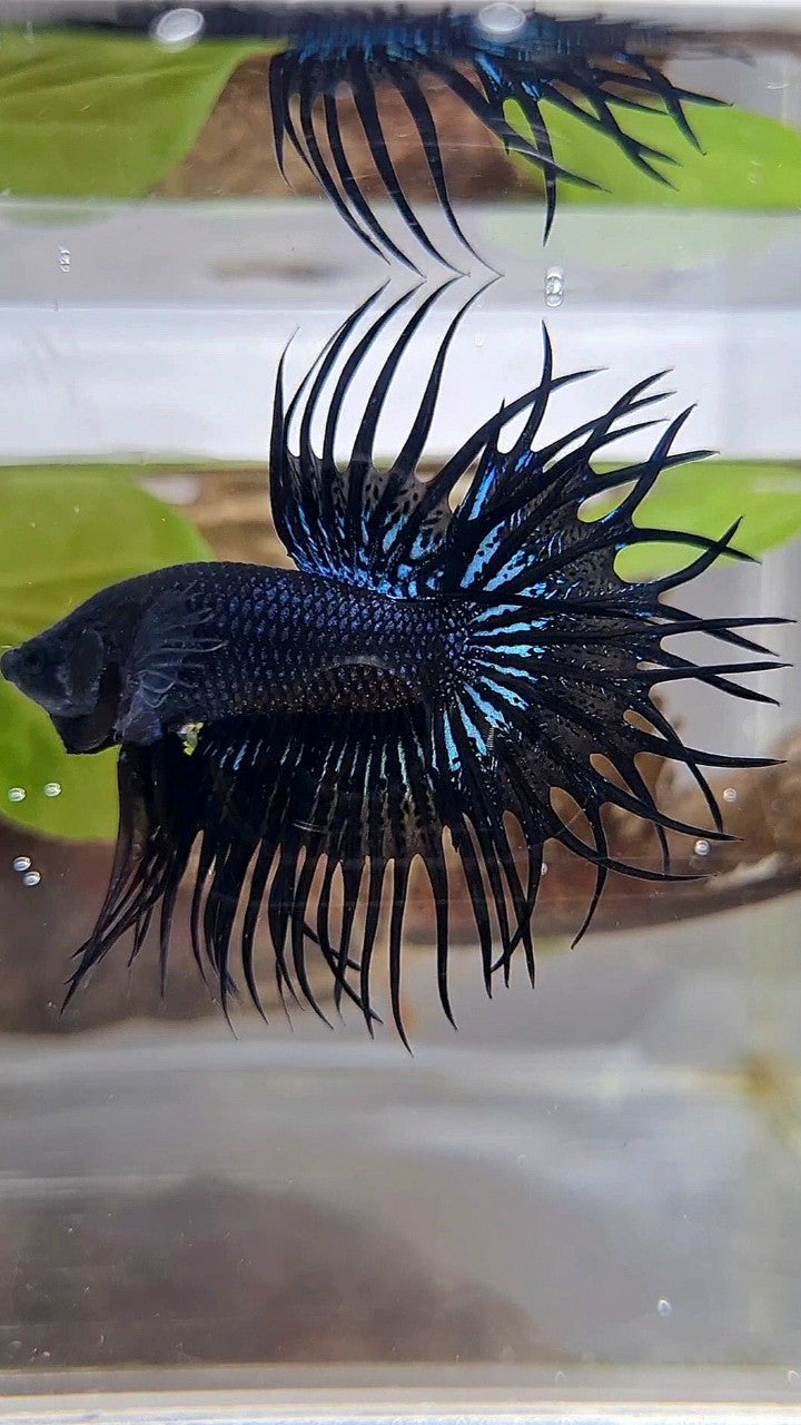 KING CROWNTAIL BLACK ORCHID BETTA FISH