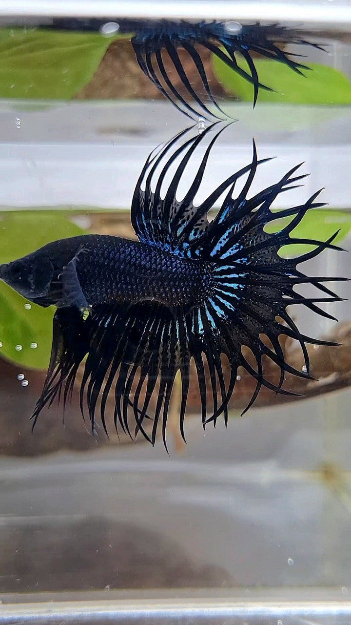 KING CROWNTAIL BLACK ORCHID BETTA FISH