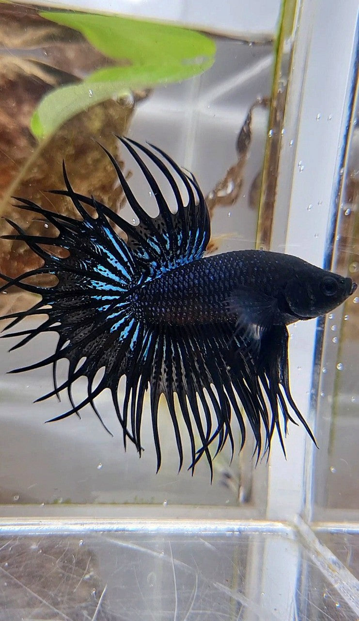 KING CROWNTAIL BLACK ORCHID BETTA FISH