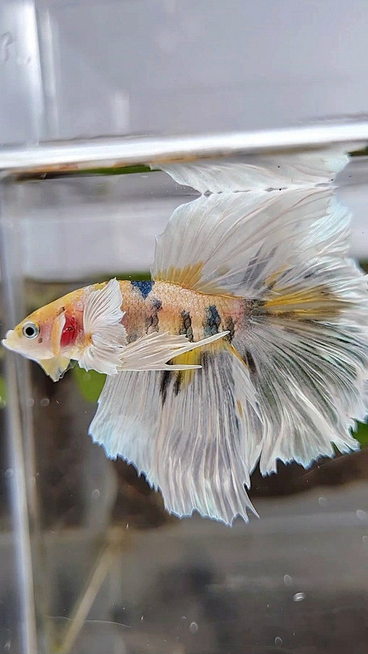 HALFMOON DUMBO EAR YELLOW COPPER MULTICOLOR BETTA FISH