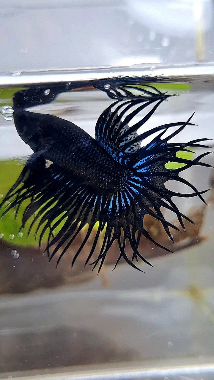 KING CROWNTAIL BLACK ORCHID BETTA FISH