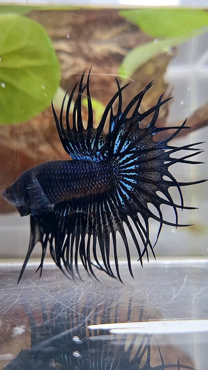 KING CROWNTAIL BLACK ORCHID BETTA FISH
