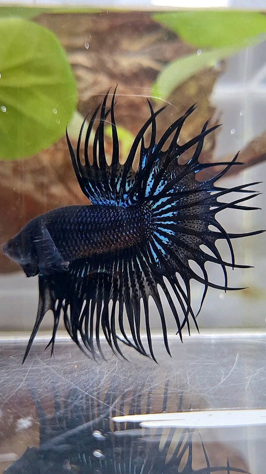 KING CROWNTAIL BLACK ORCHID BETTA FISH