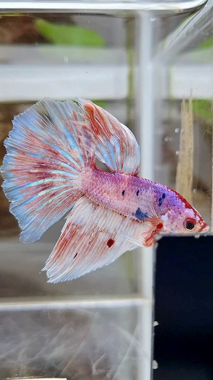 HALFMOON WHITE FANCY PURPLE BETTA FISH