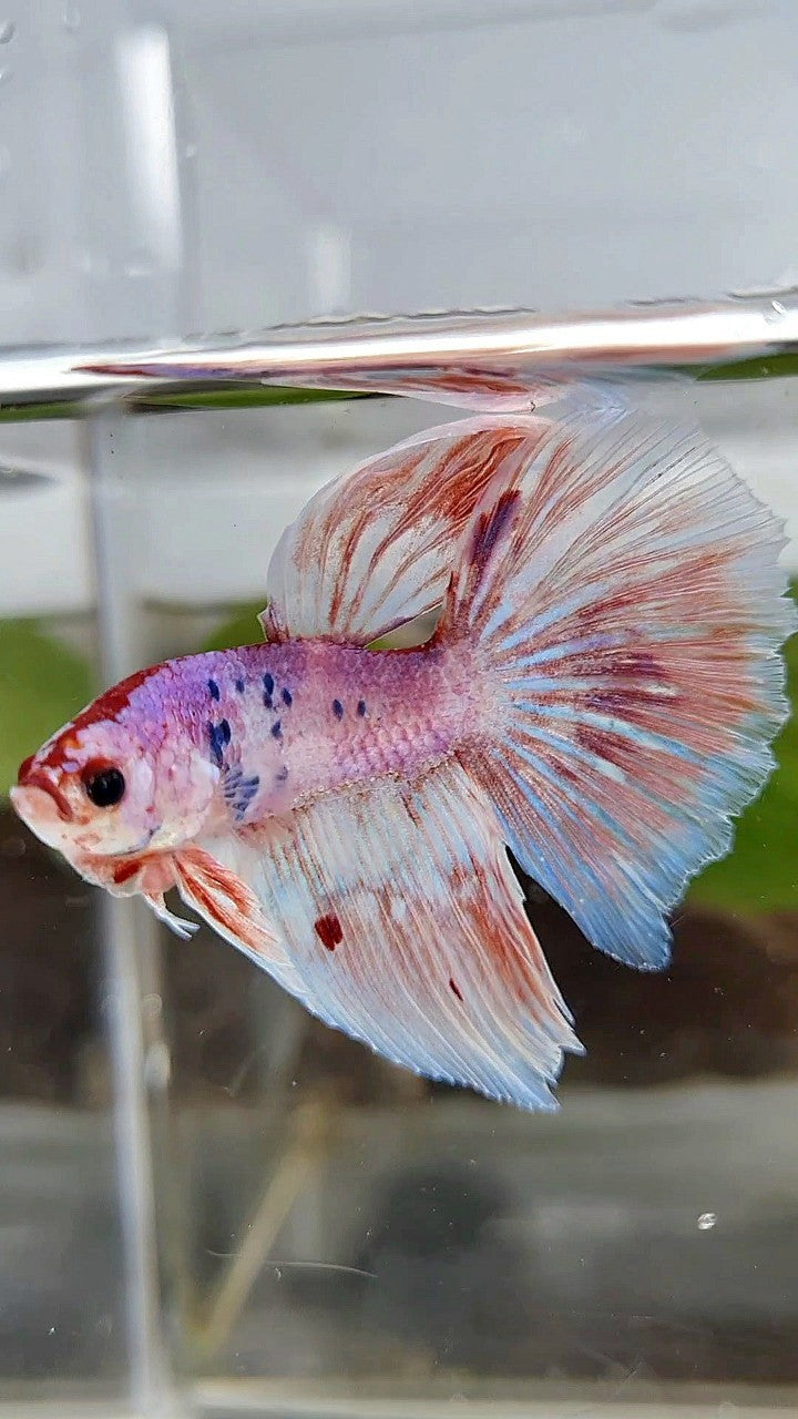 HALFMOON WHITE FANCY PURPLE BETTA FISH