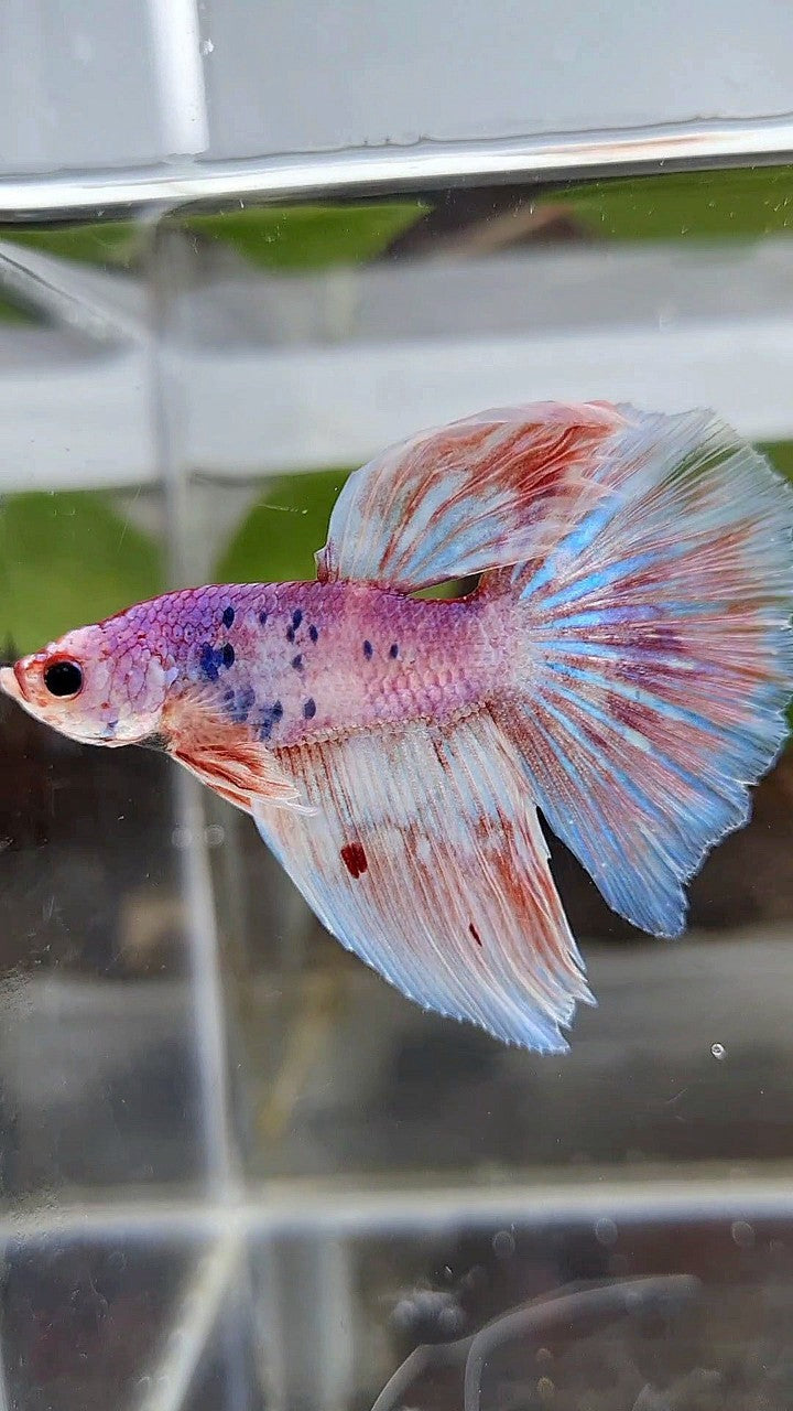 HALFMOON WHITE FANCY PURPLE BETTA FISH