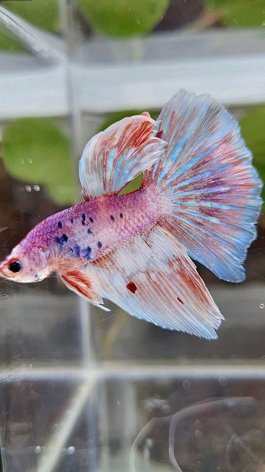 HALFMOON WHITE FANCY PURPLE BETTA FISH
