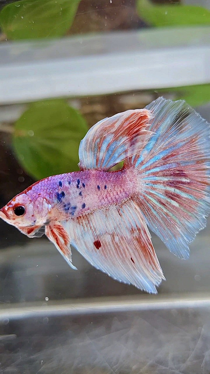 HALFMOON WHITE FANCY PURPLE BETTA FISH