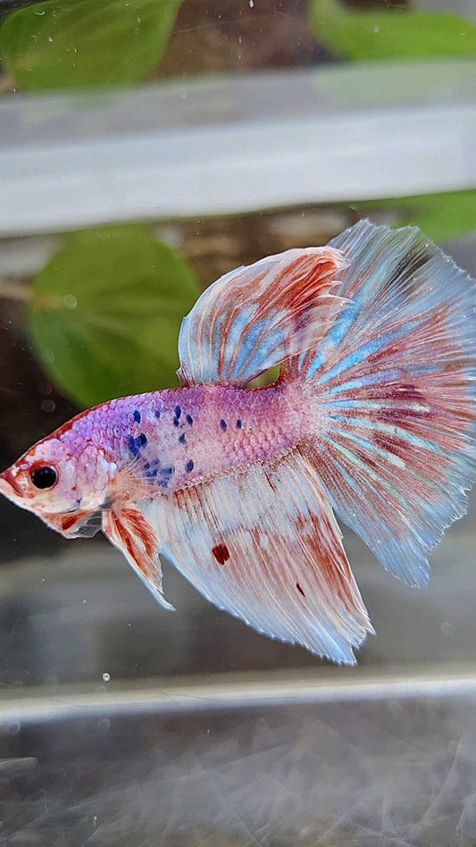 HALFMOON WHITE FANCY PURPLE BETTA FISH
