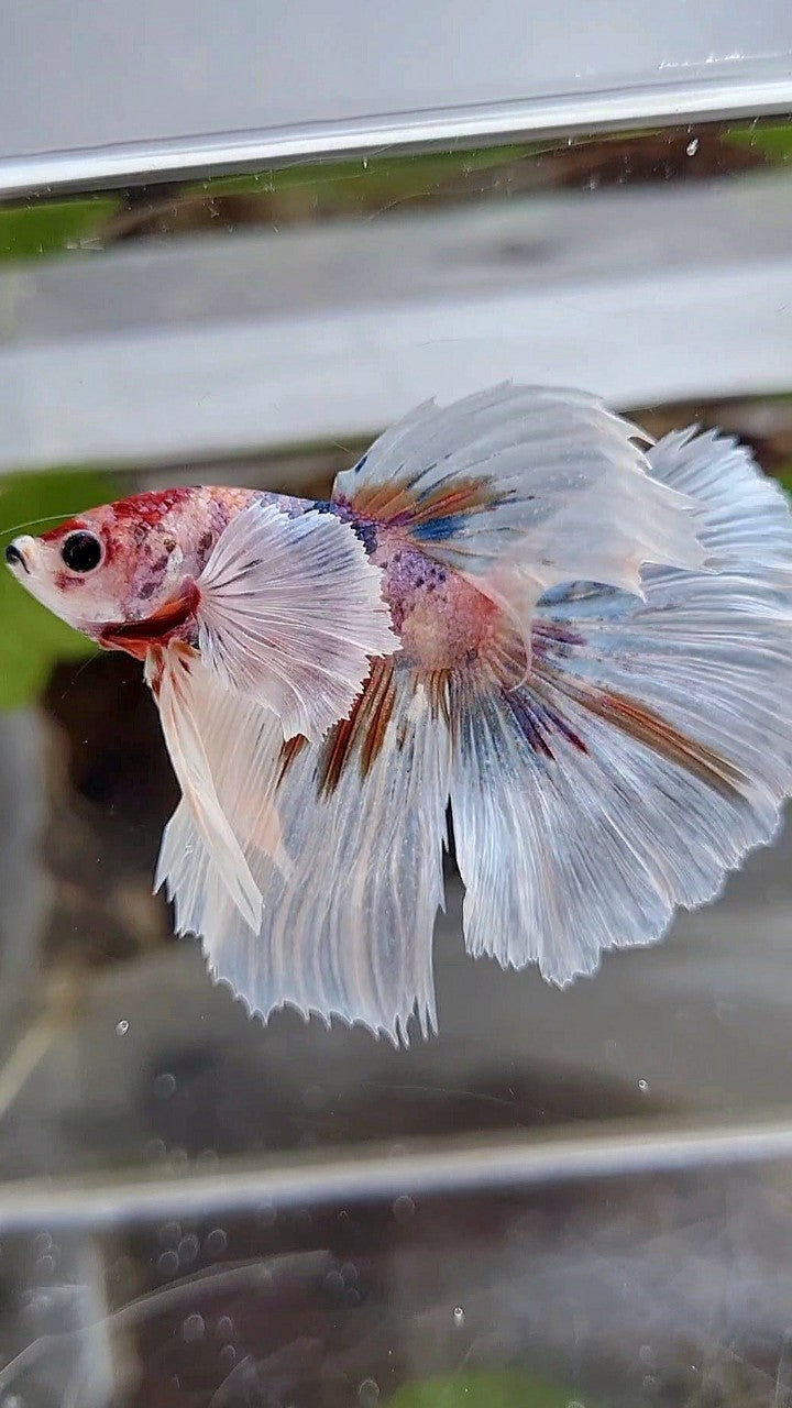 HALFMOON SUPER DUMBO EAR CANDY ORANGE MULTICOLOR BETTA FISH