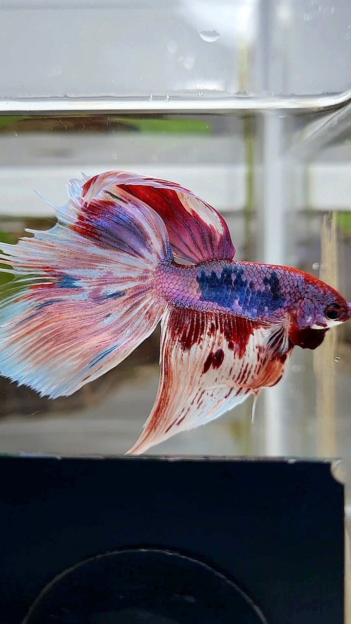 HALFMOON WHITE FANCY PURPLE BETTA FISH