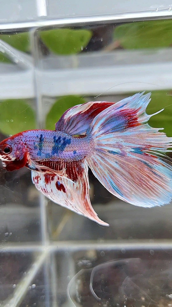 HALFMOON WHITE FANCY PURPLE BETTA FISH
