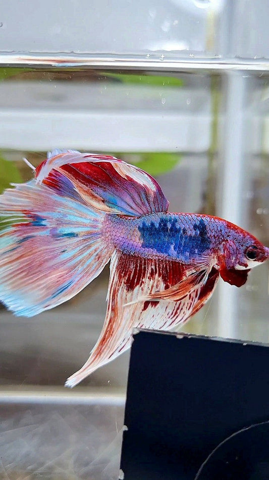 HALFMOON WHITE FANCY PURPLE BETTA FISH