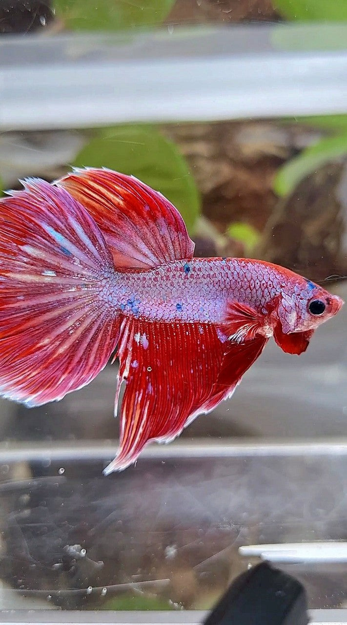 HALFMOON RED PURPLE FANCY GALAXY BETTA FISH