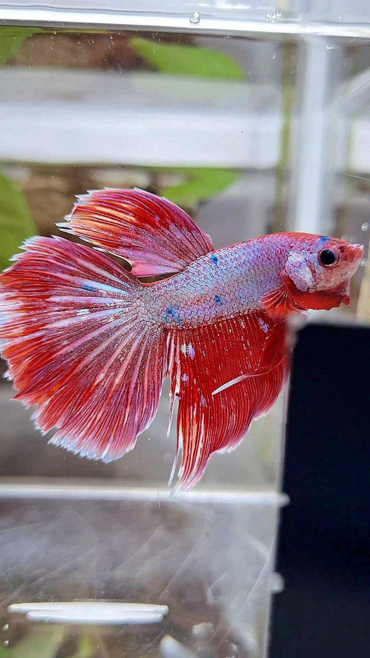HALFMOON RED PURPLE FANCY GALAXY BETTA FISH