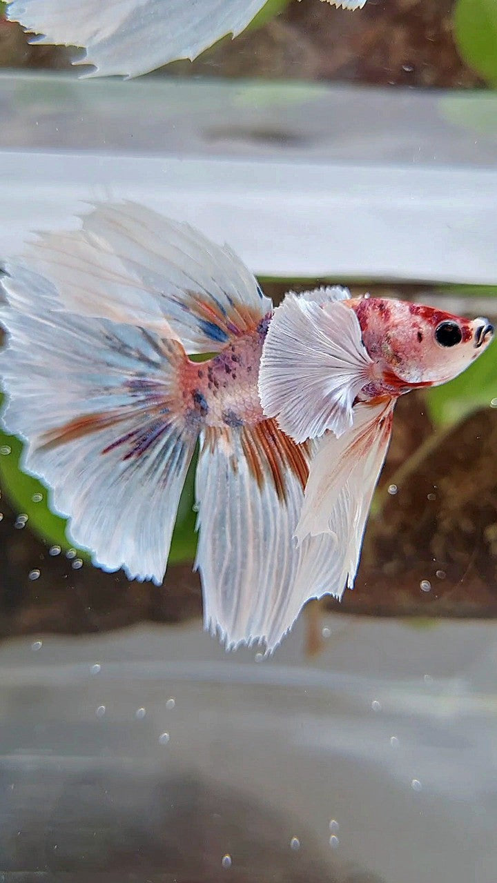 HALFMOON SUPER DUMBO EAR CANDY ORANGE MULTICOLOR BETTA FISH