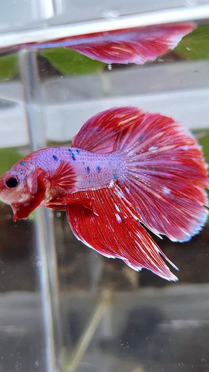 HALFMOON RED PURPLE FANCY GALAXY BETTA FISH