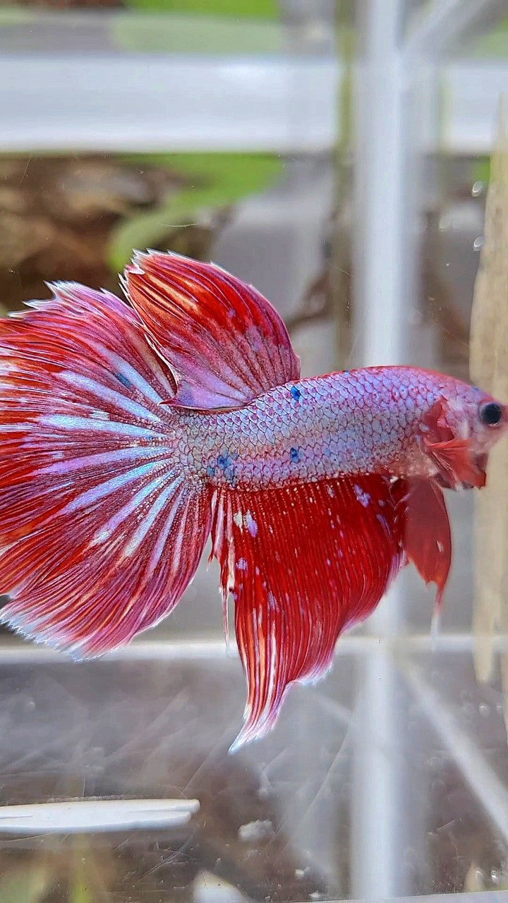HALFMOON RED PURPLE FANCY GALAXY BETTA FISH